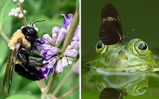 Close up of a bee pollinating a flower and also a close up of a frog in water with a butterfly sitting on the frog's head